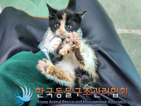 한국동물구조관리협회_441560202301609