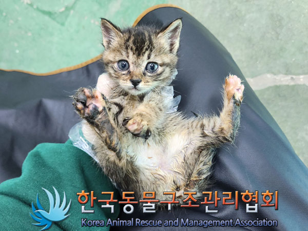 한국동물구조관리협회_441560202301608