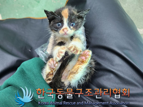 한국동물구조관리협회_441560202301612