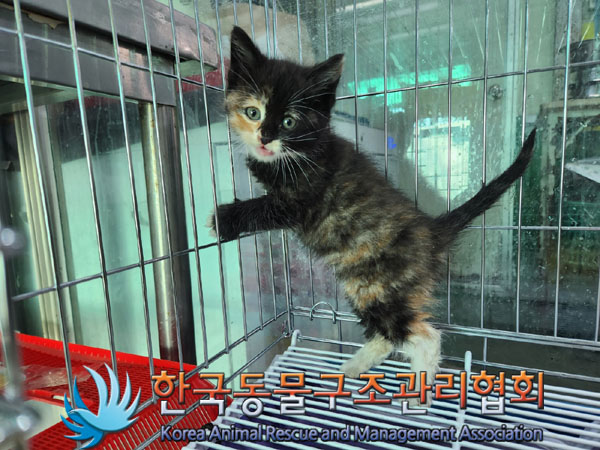 종료(자연사) 한국…