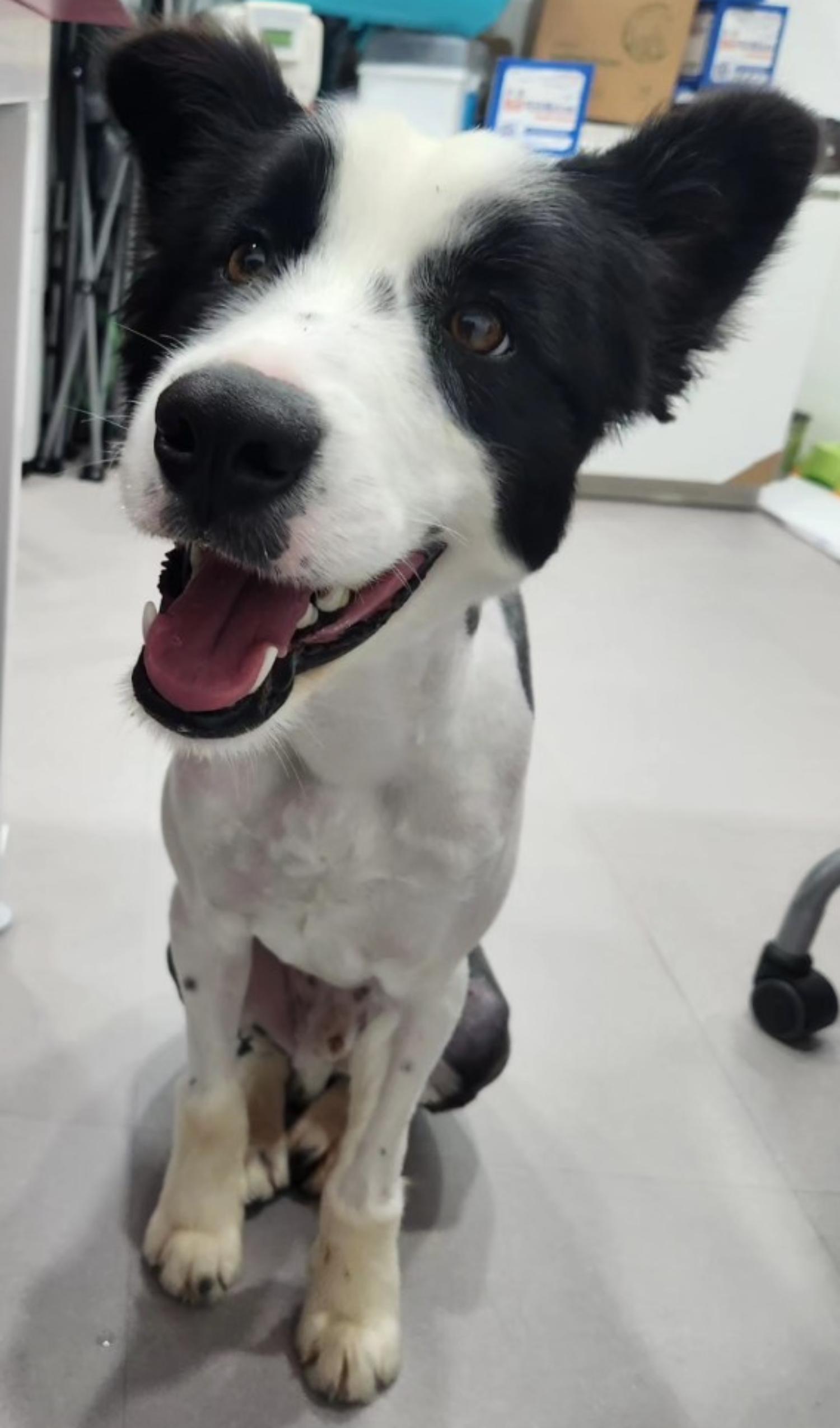 반려동물 입양센터_447508202300981