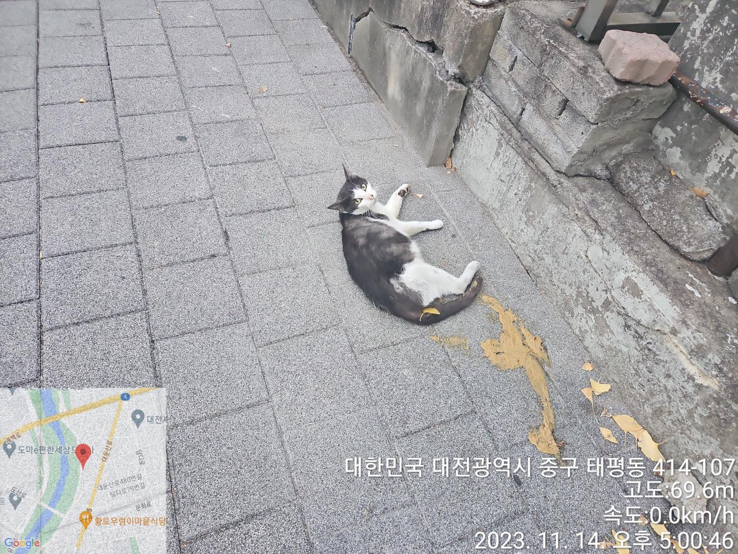 대전동물보호센터_430365202300606