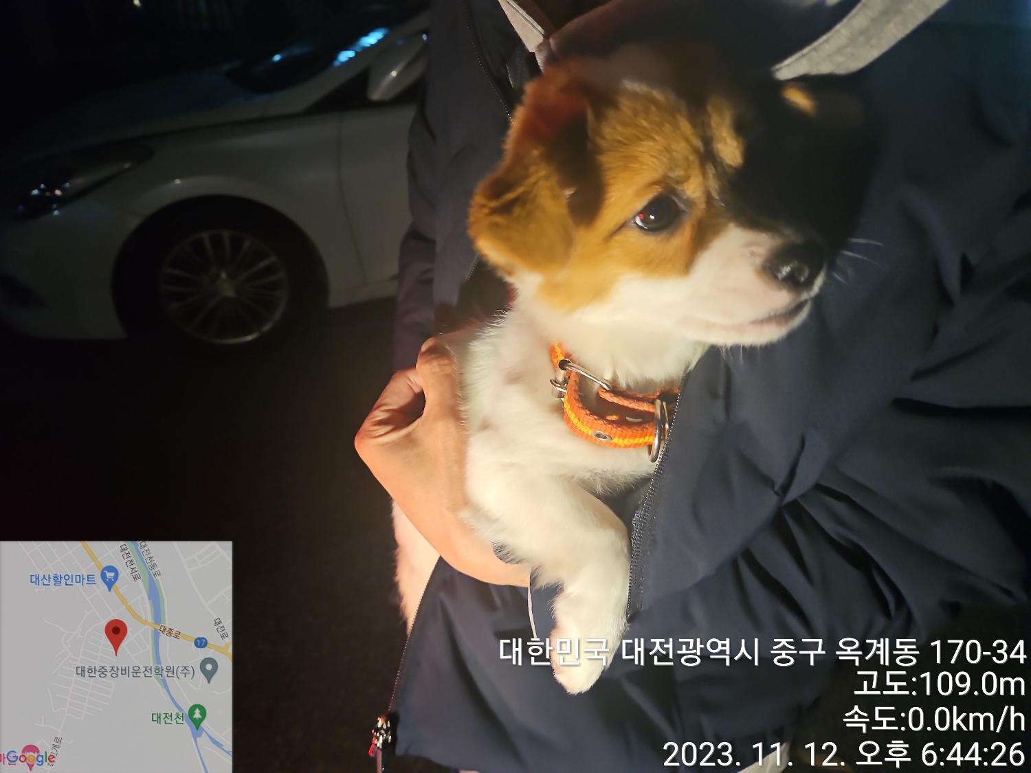 대전동물보호센터_430365202300604