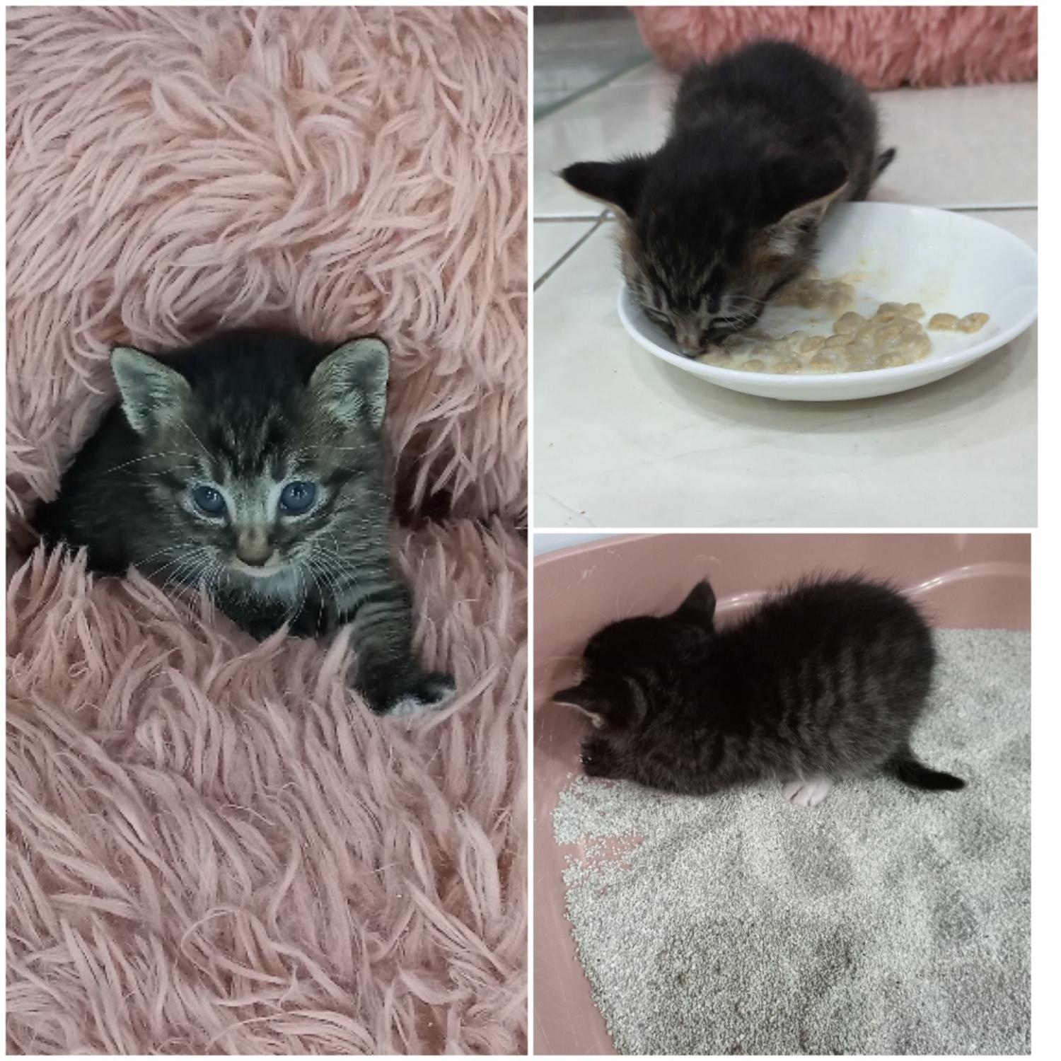 [고양이] 한국 고양이 대구-수성-2023-00934 유기동물 배경 이미지 입니다.