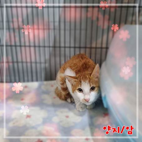 군산유기동물보호센터_445467202302416