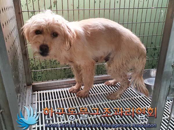 한국동물구조관리협회_411303202300705