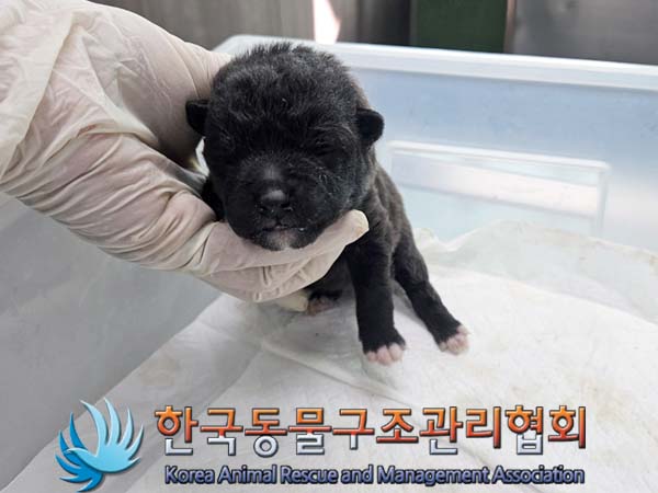 한국동물구조관리협회_441409202301934
