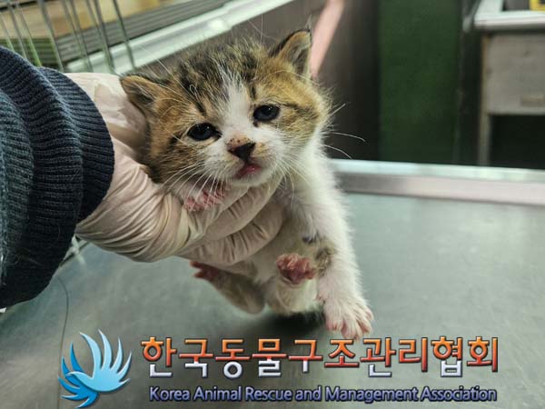 한국동물구조관리협회_411323202301016