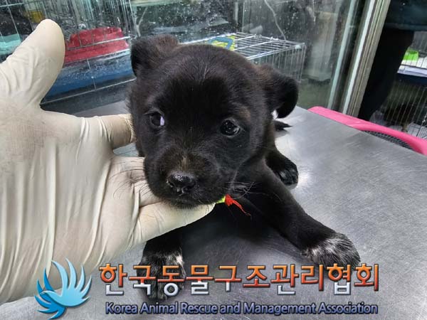 종료(입양) 믹스견…