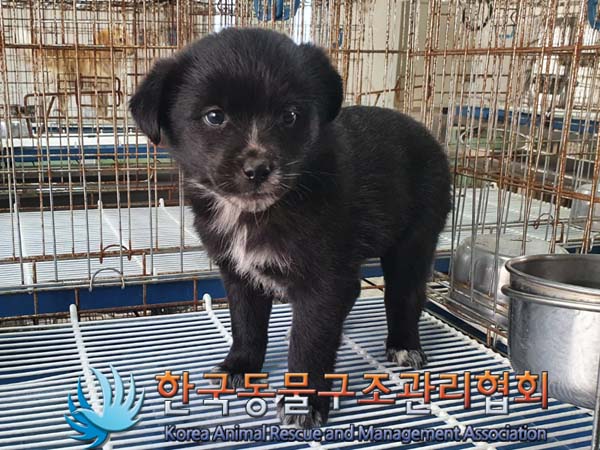 한국동물구조관리협회_411303202300702