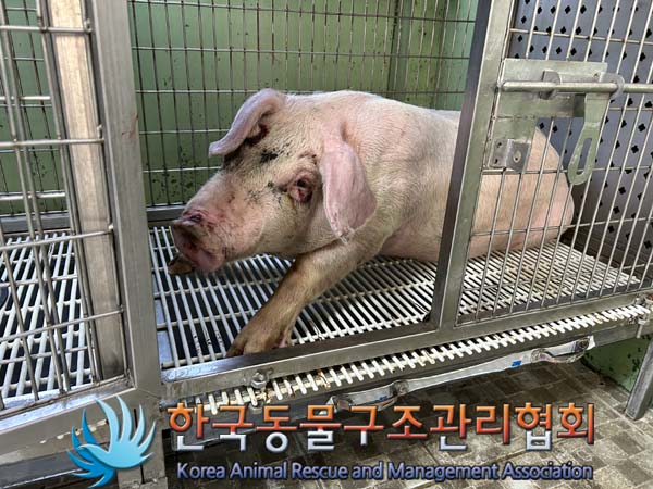 종료(안락사) 돼지…