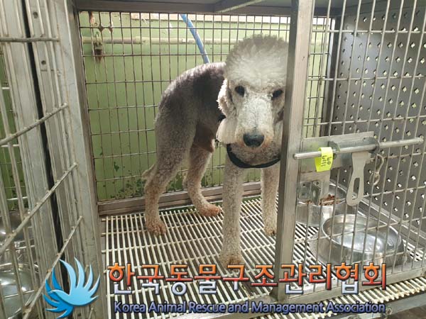 한국동물구조관리협회_441559202301233