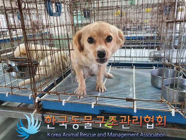 한국동물구조관리협회_441406202301926
