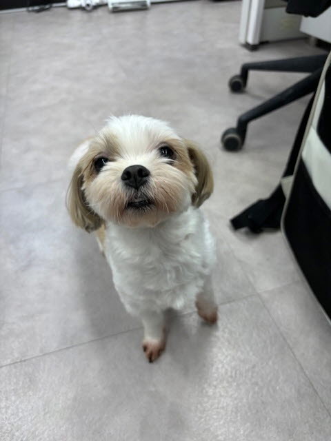 시흥동물누리보호센터_441401202301833