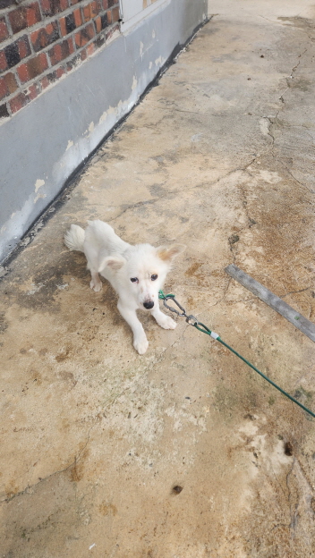 익산유기동물보호소_445468202302216