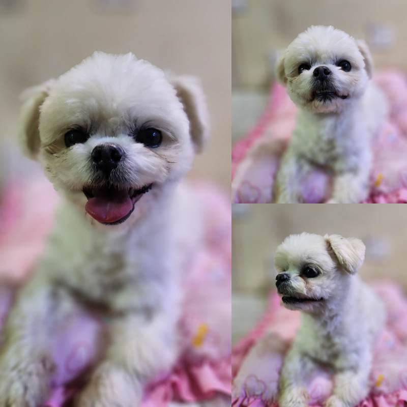 군산유기동물보호센터_445467202302422