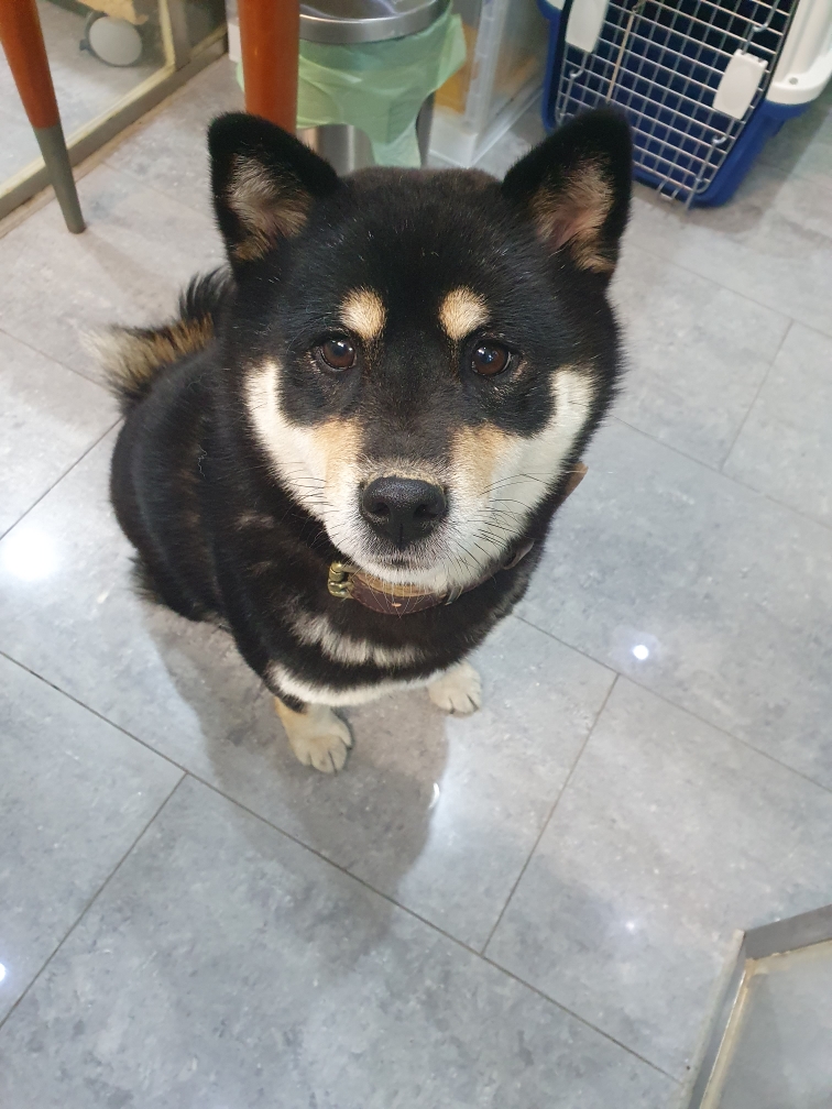 펫앤쉘터동물병원_441378202302126