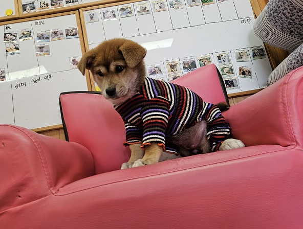 진해유기동물보호소_448532202300744