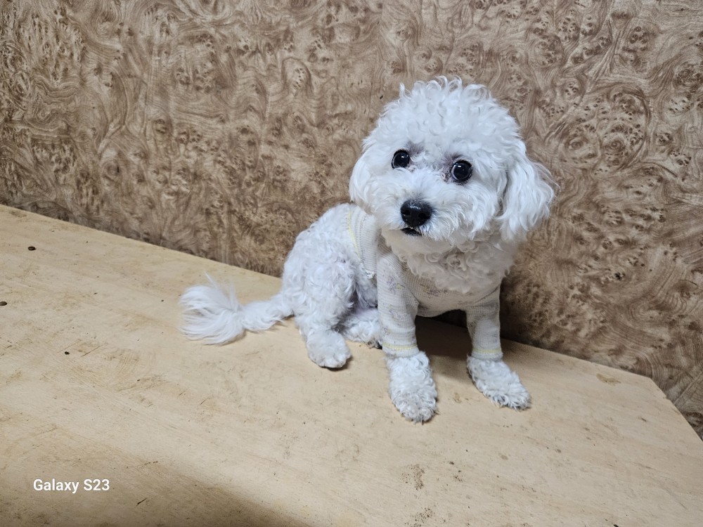 [개] 비숑 프리제 전남-순천-2023-00715 유기동물 배경 이미지 입니다.
