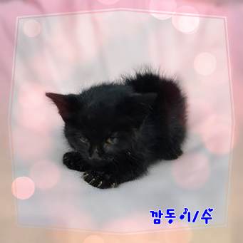 종료(자연사) 믹스…