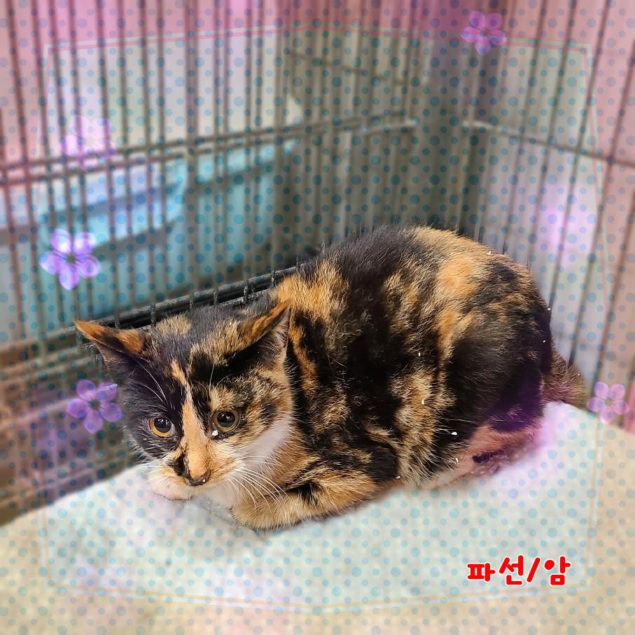 종료(자연사) 믹스…
