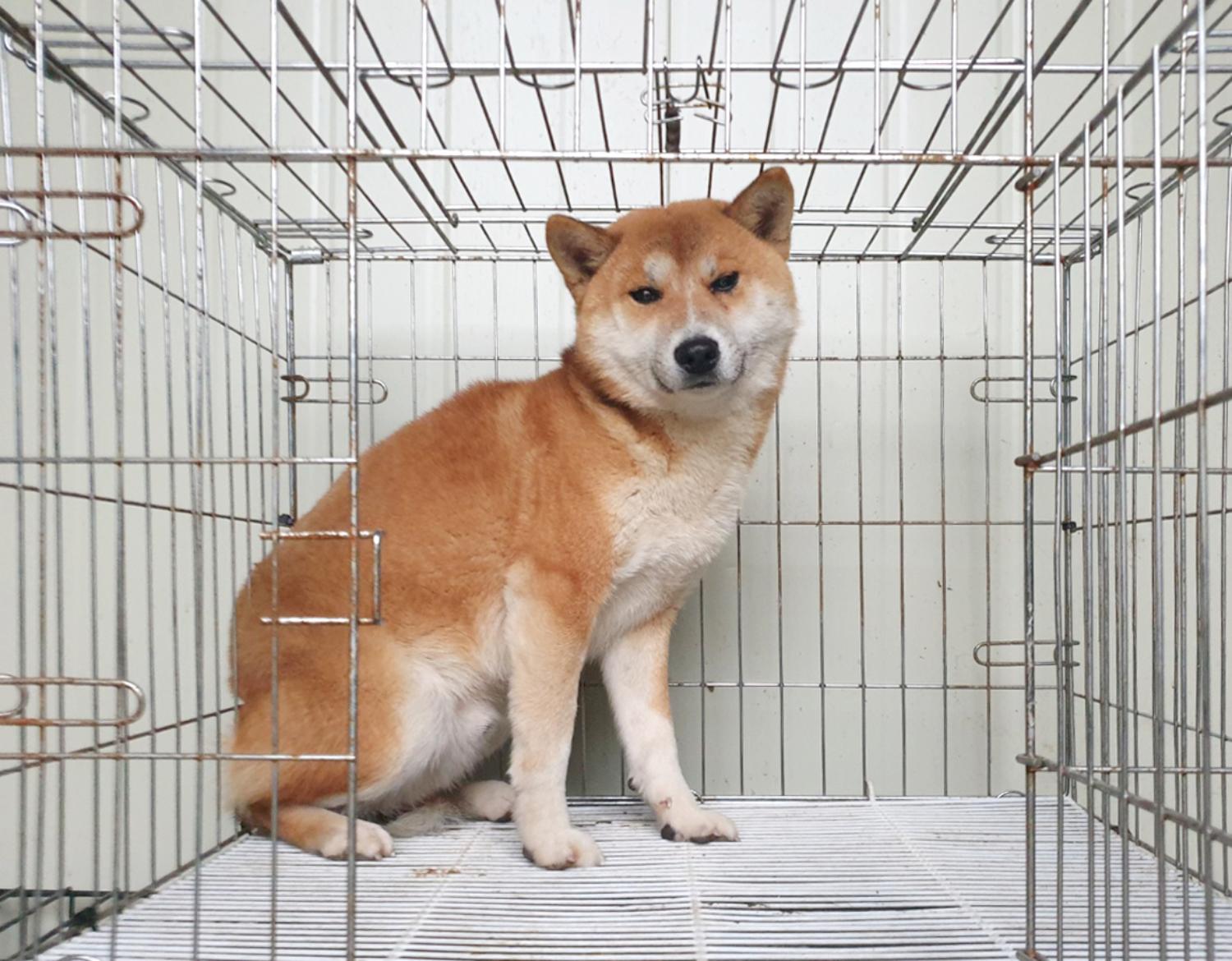위더스 동물보호센터_441570202301031