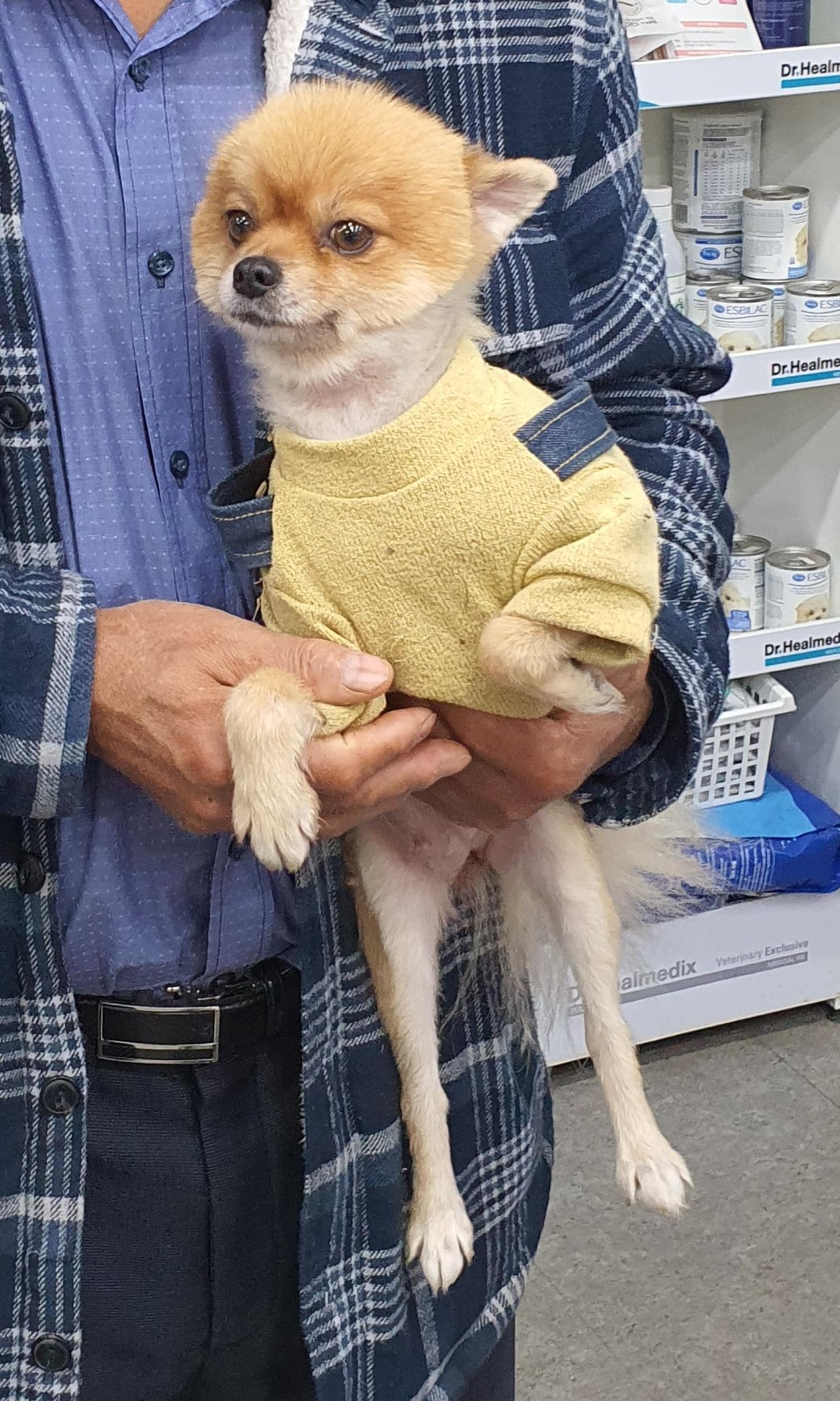 보호중 포메라니안의…