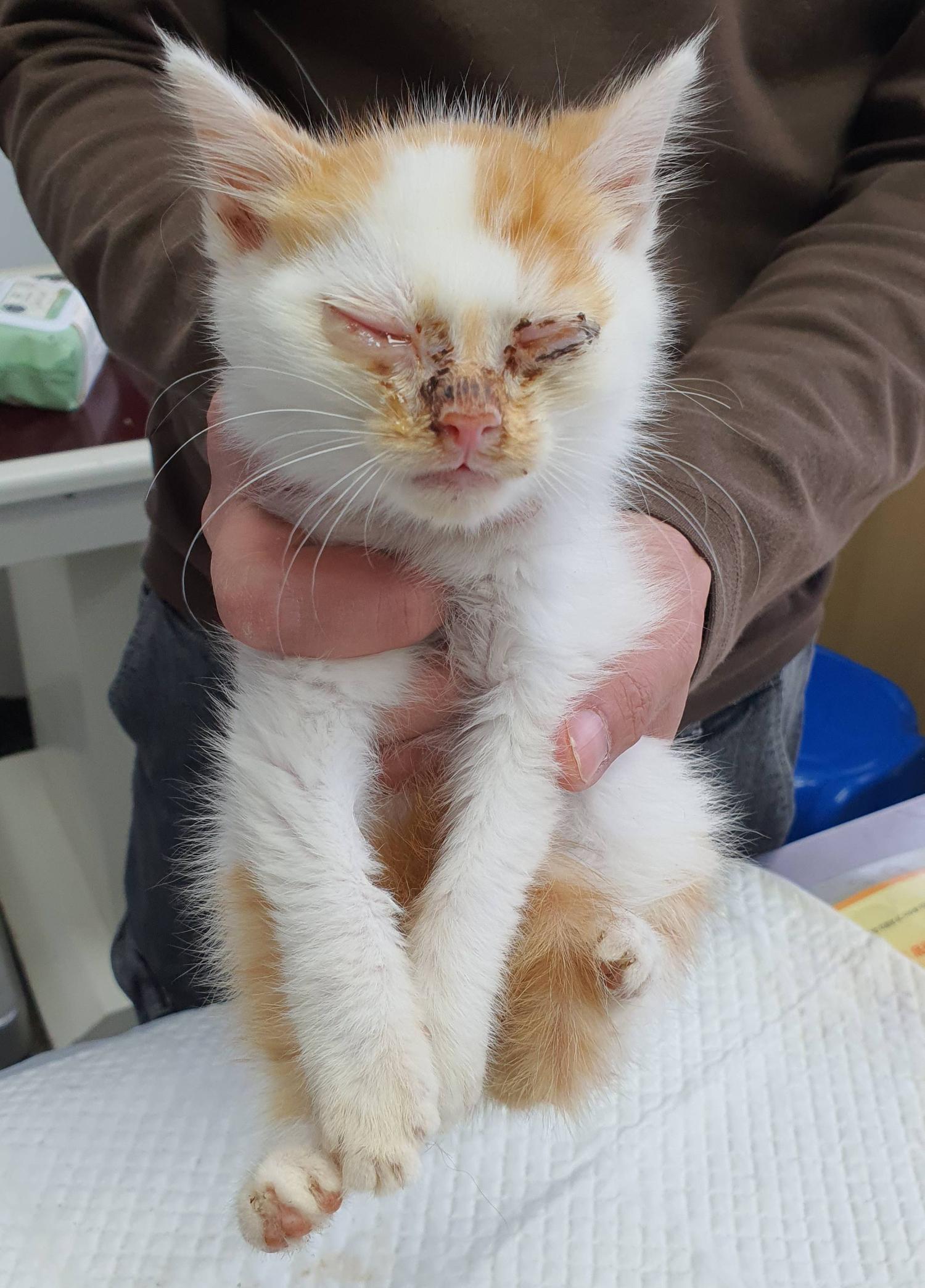 보호중 한국 고양이…