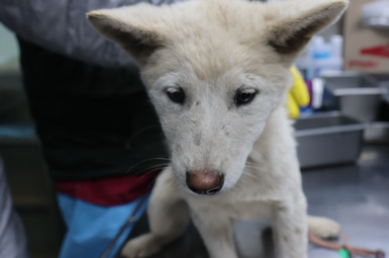 제주 동물보호센터_450650202304024