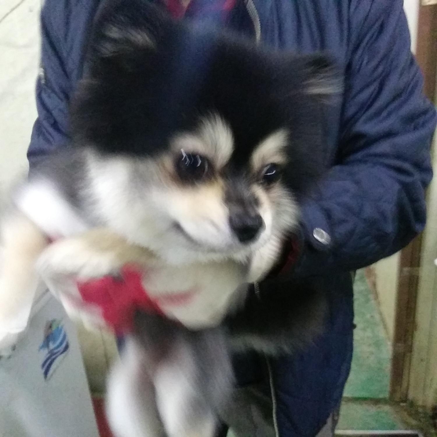 인천광역시수의사회_428351202300944