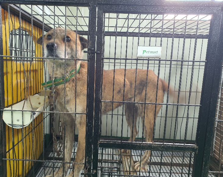 공주시 동물보호소_444450202300792