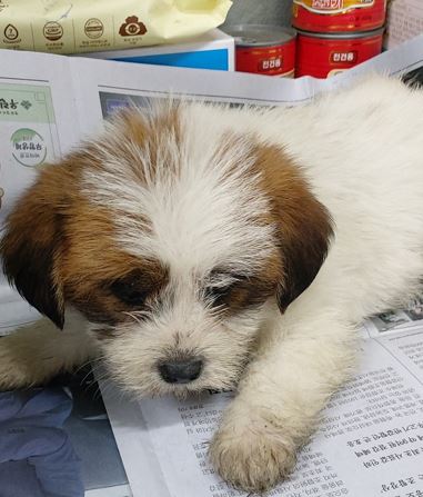 보령시유기동물보호소_444451202301071