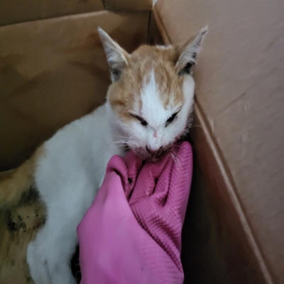 종료(자연사) 한국…