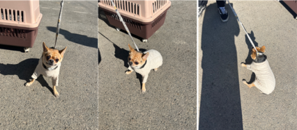 부산동물보호센터_426332202300733
