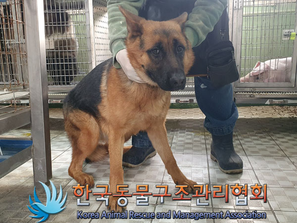 한국동물구조관리협회_441560202301620