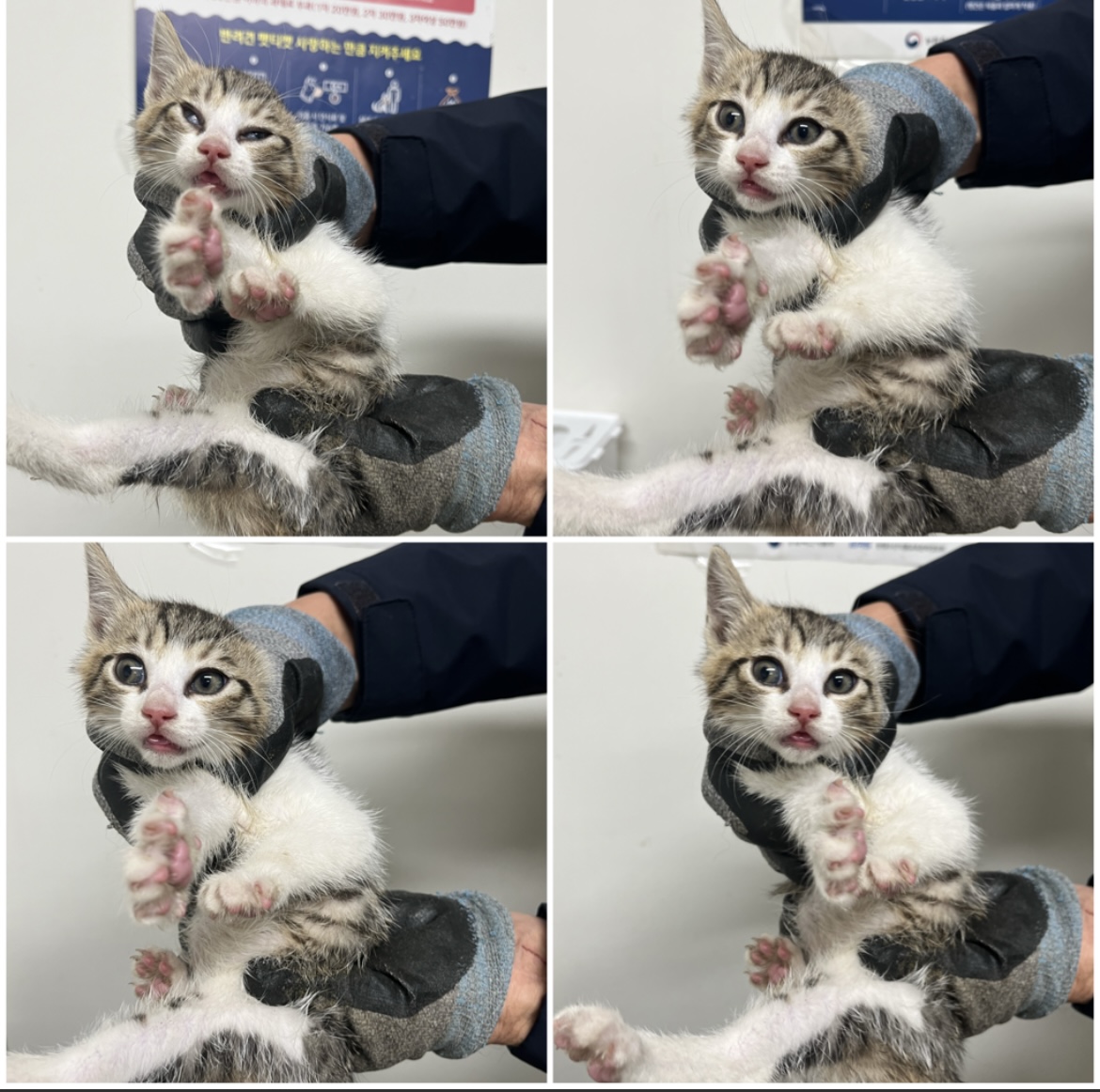 천안시유기동물보호소_444449202302343