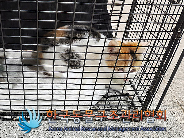 한국동물구조관리협회_411306202300832