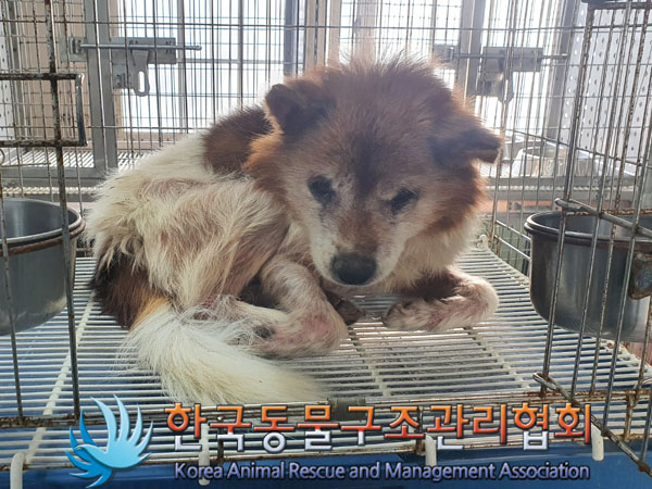 한국동물구조관리협회_441560202301617