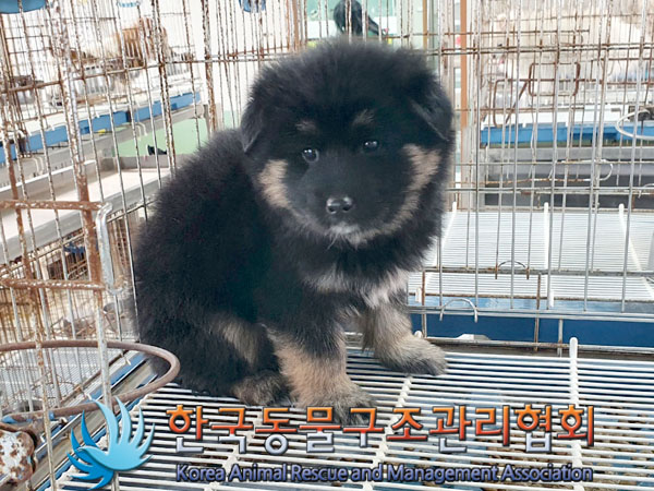 한국동물구조관리협회_441559202301234