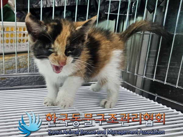 한국동물구조관리협회_411317202300389