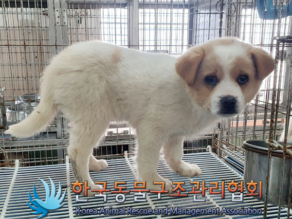 한국동물구조관리협회_441560202301618