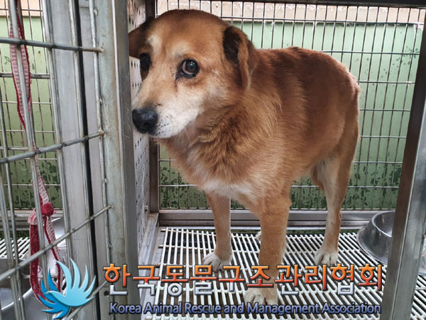 한국동물구조관리협회_441414202300933