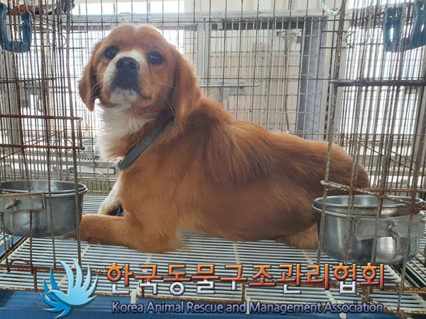 한국동물구조관리협회_441560202301619