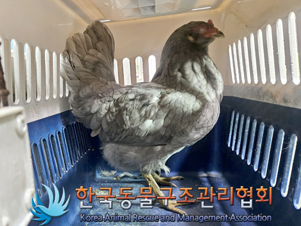 한국동물구조관리협회_411309202300455