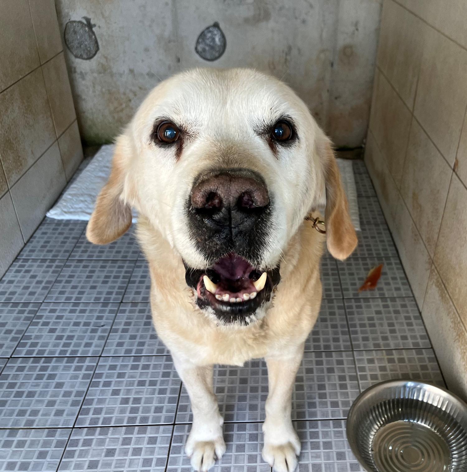 광주 동물보호소_429362202301088