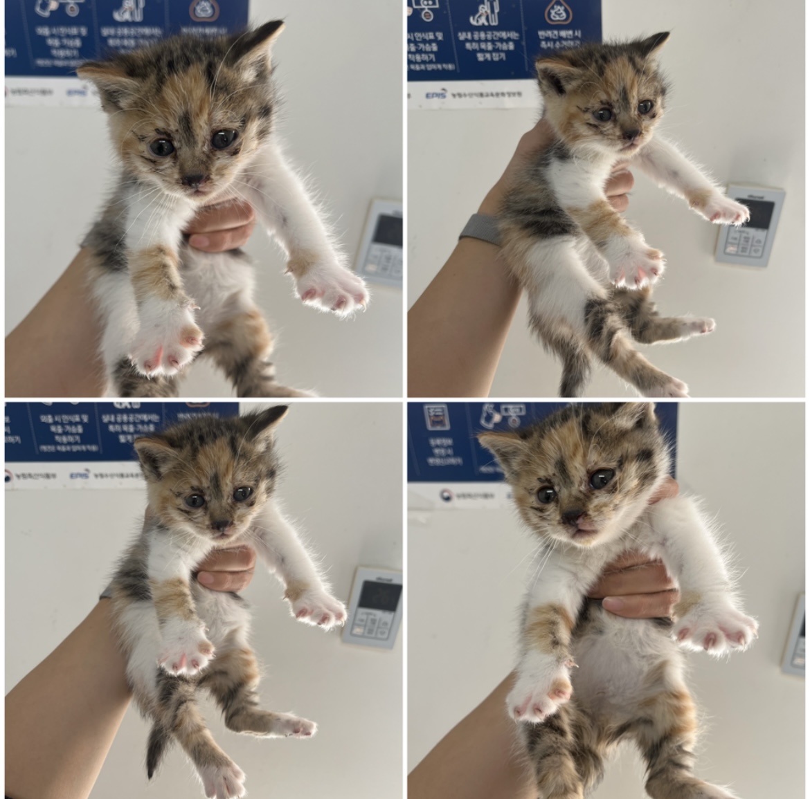 천안시유기동물보호소_444449202302348