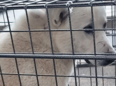 영천유기동물보호센터_447510202300459
