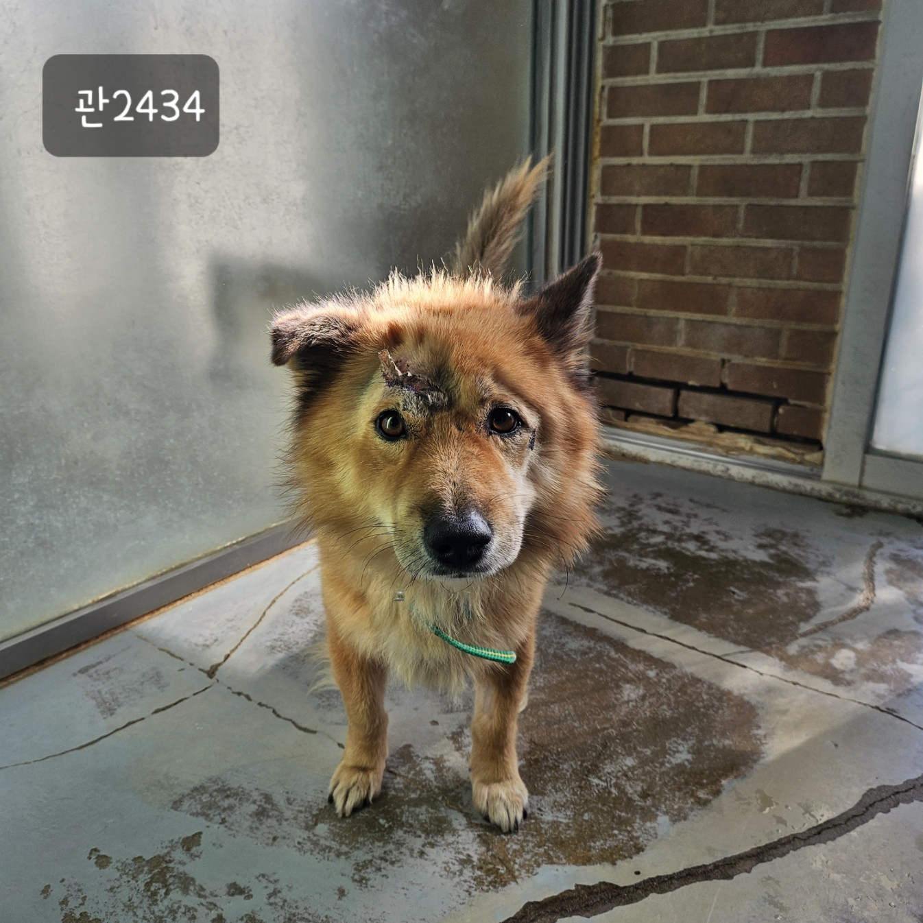 고양시동물보호센터_441394202302434