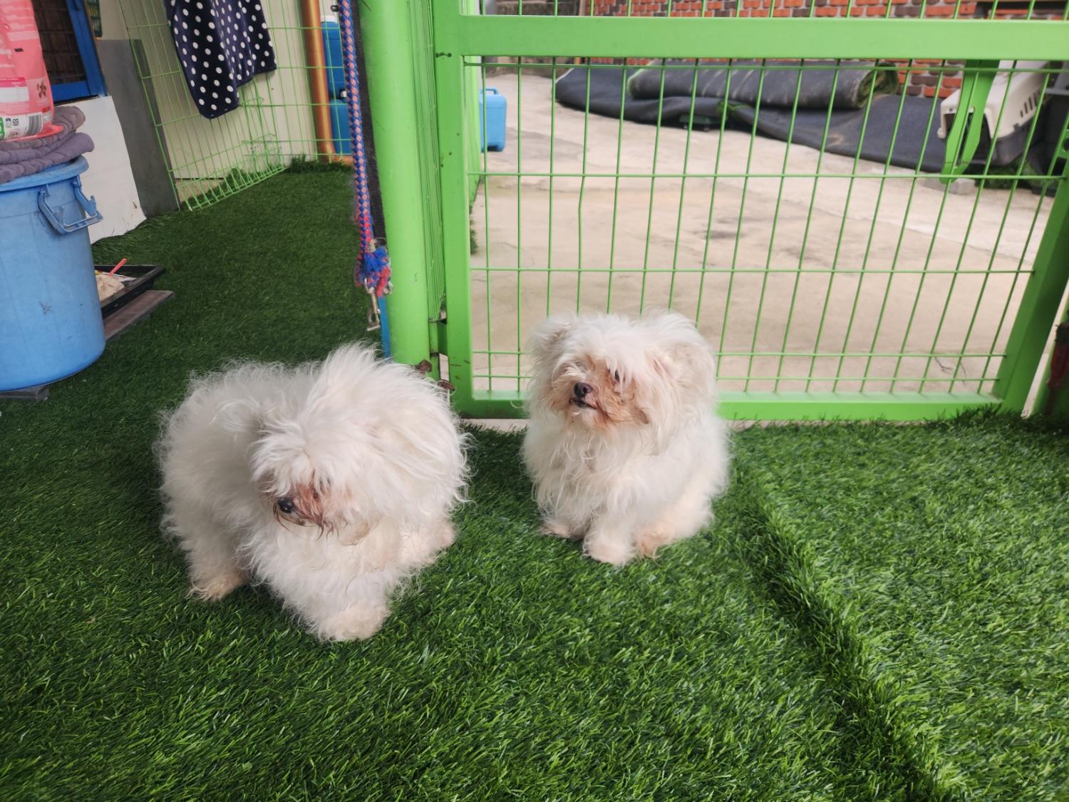 칠곡유기동물보호센터_447522202300252