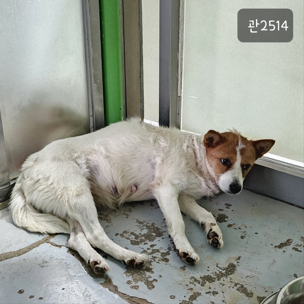 고양시동물보호센터_441394202302514